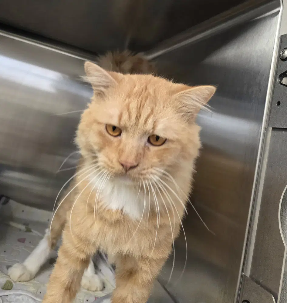 Mufasa - Domestic Short Hair