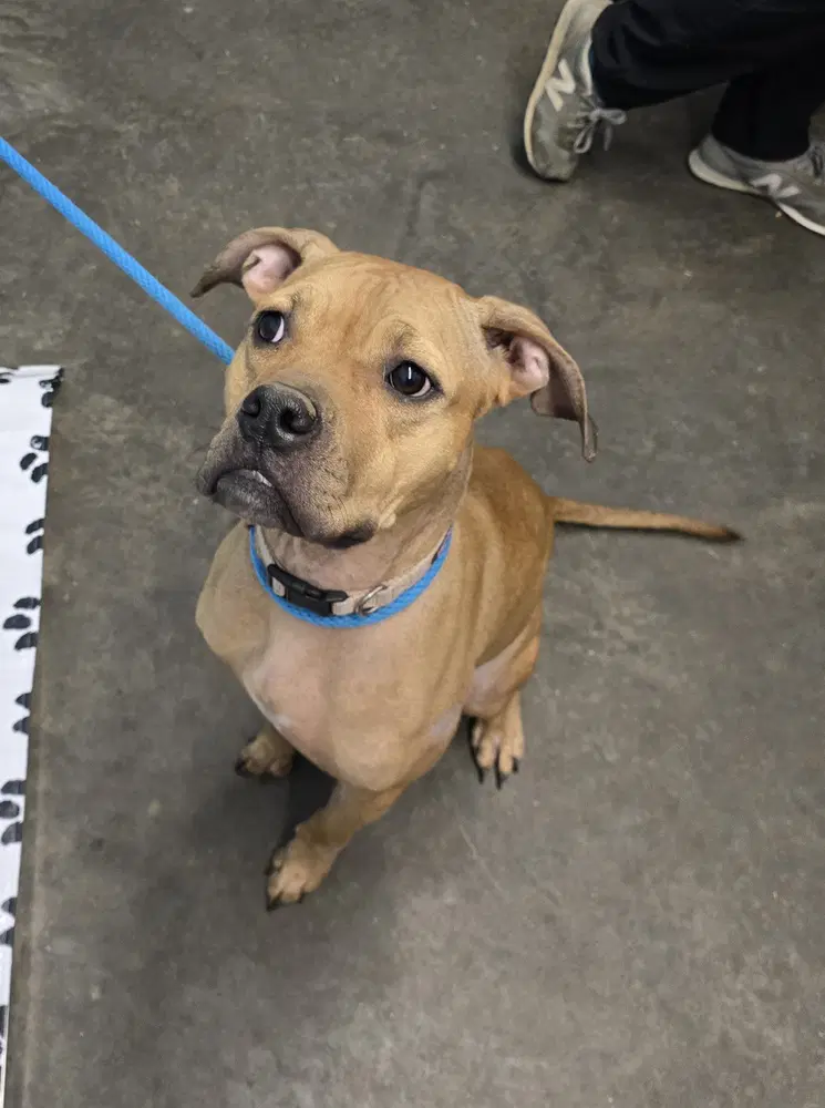 Guernsey Zara - Pit Bull Terrier