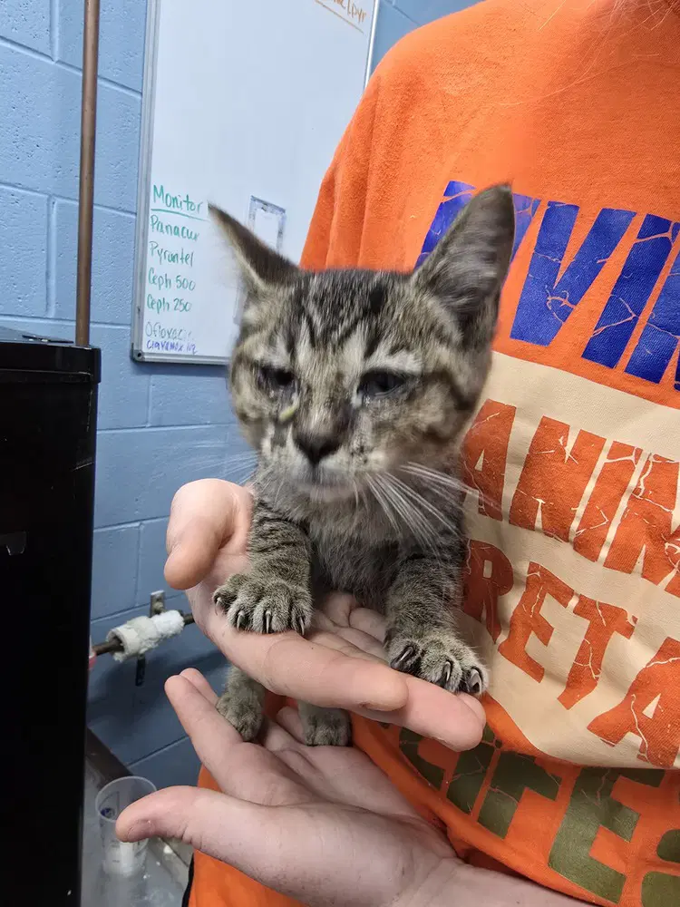 Chalupa - Domestic Short Hair