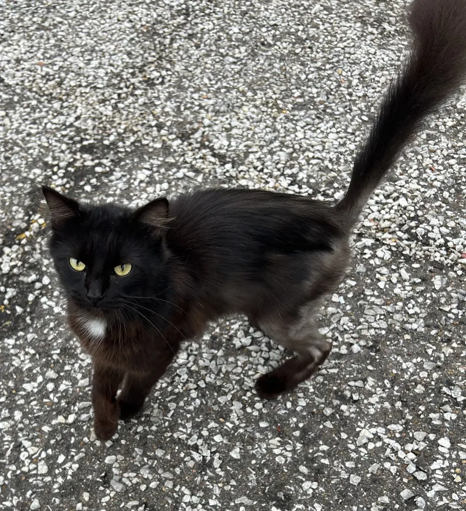 Nefertiti - Domestic Medium Hair