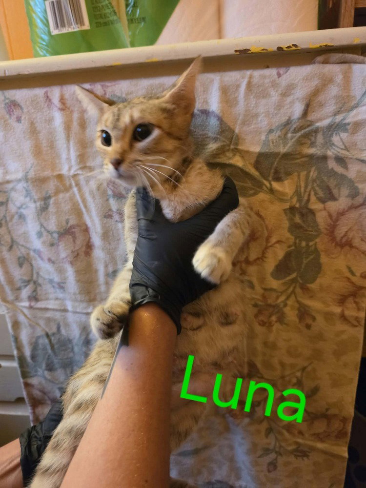 Luna, photo 2