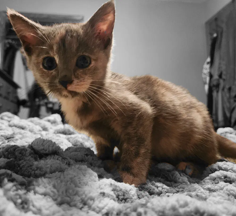 Mora - Domestic Short Hair