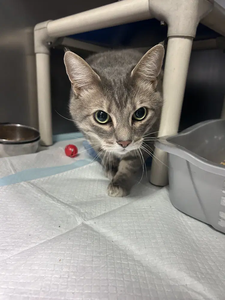 King Kong - Domestic Short Hair