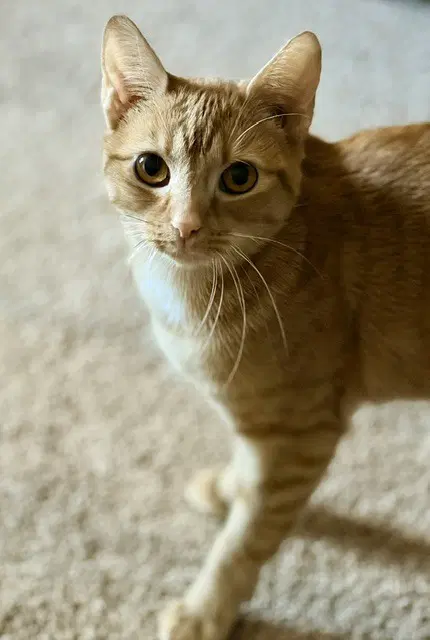 Bridgett - Domestic Short Hair