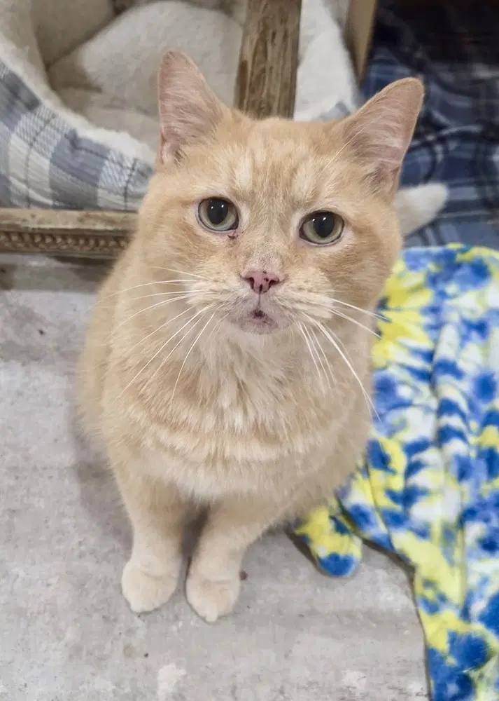 Hannibal - Domestic Short Hair