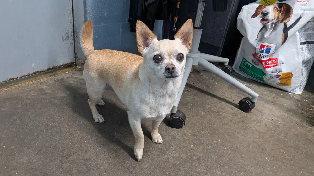 Bean - Chihuahua