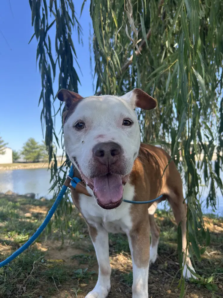 Steele - Pit Bull Terrier