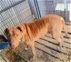 adoptable Dog in lonsdale, AR named Rusty