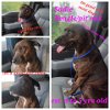 adoptable Dog in lonsdale, AR named Sadie