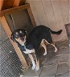 adoptable Dog in lonsdale, AR named RILO