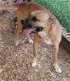 adoptable Dog in lonsdale, AR named ROCKO
