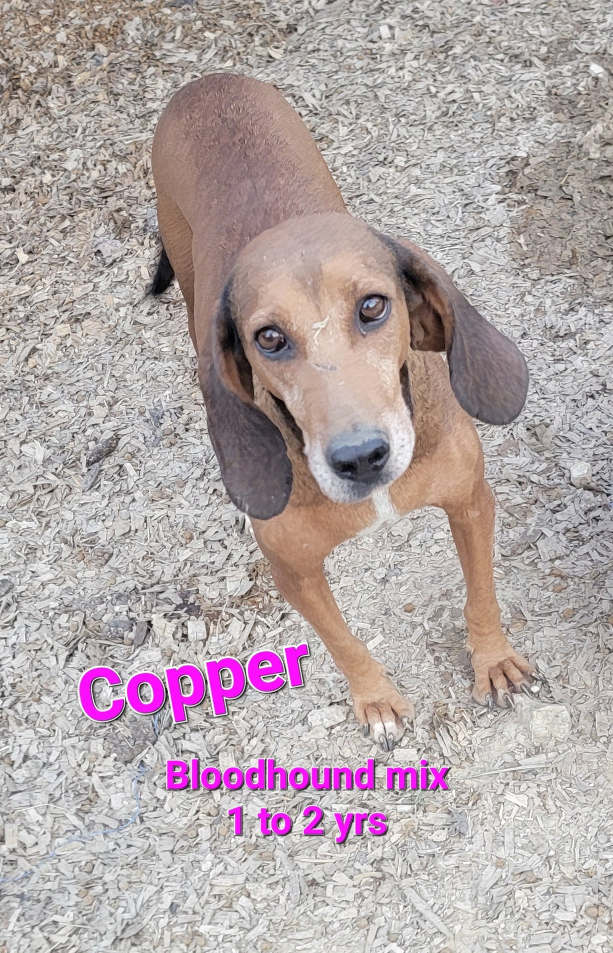 Dog for Adoption Copper, a Bloodhound in Hot Springs National Park