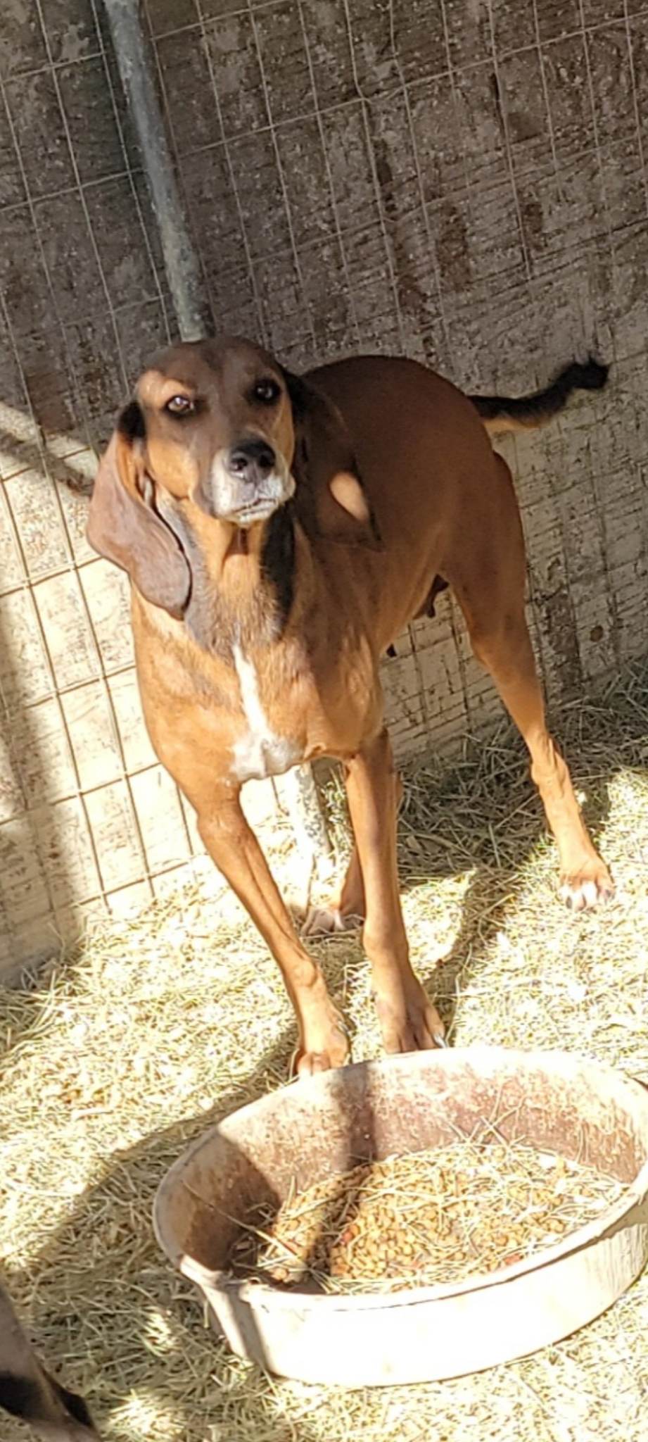 Dog for Adoption Copper, a Bloodhound in Hot Springs National Park