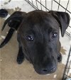 adoptable Dog in lonsdale, AR named HANNA