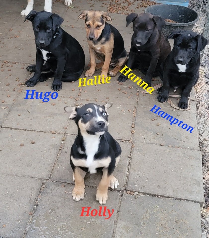 Dog for Adoption HUGO, a Black Labrador Retriever in Little Rock, AR