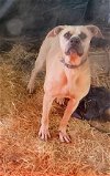adoptable Dog in lonsdale, AR named Trooper