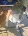 adoptable Dog in lonsdale, AR named Freya