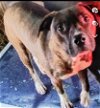 adoptable Dog in lonsdale, AR named Dodge