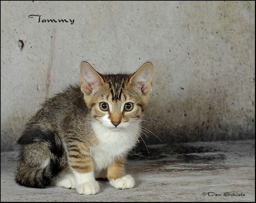 Tammy