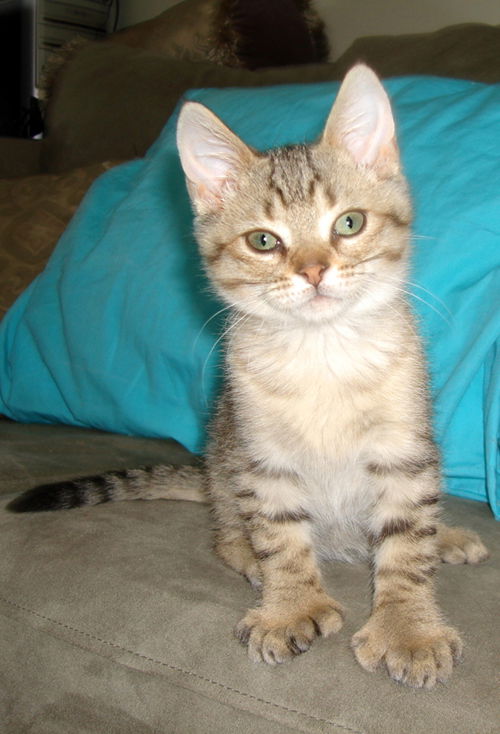 Casanova-Adopted!
