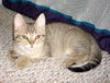 Casanova-Adopted!