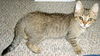 Casanova-Adopted!