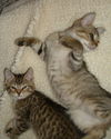 Casanova-Adopted!