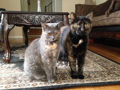 Ember and Ash*