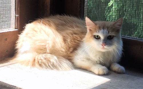 Genevieve - Barn Cat