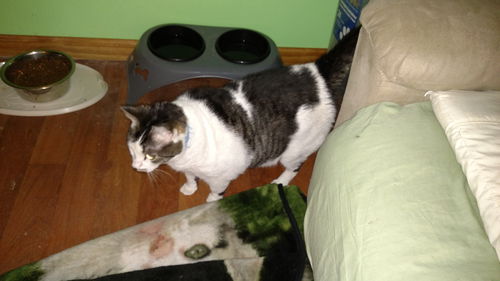 Elvis (declawed)