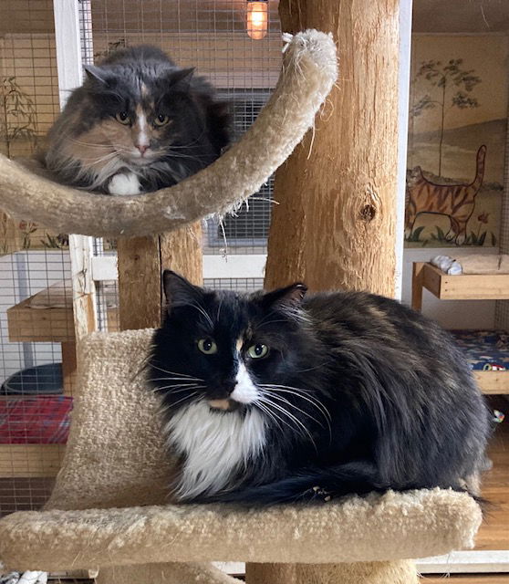 adoptable Cat in Trexlertown, PA named Croissant - Barn Cat