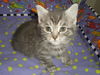 Wendling 1-Adopted!