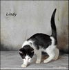 Lindy