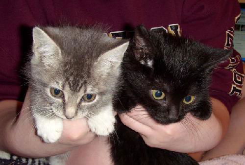Kittens (Courtesy)