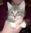 Kittens (Courtesy)