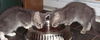 Kittens (Courtesy)
