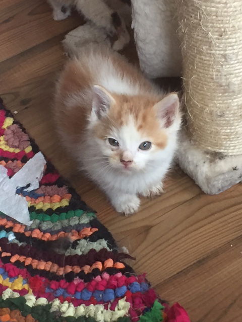 Fitz
