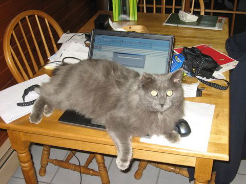 Kit*Adopted!