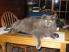 Kit*Adopted!