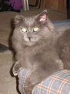 Kit*Adopted!