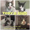 Toby (Adopted!)