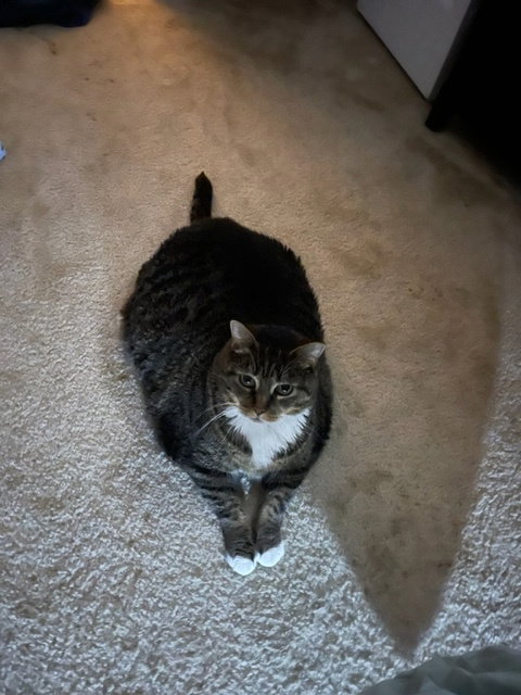Scarlett photo 2