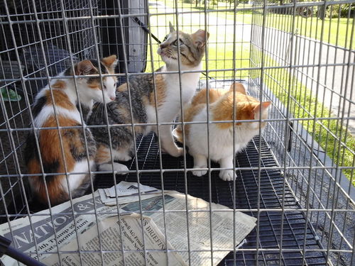 Kittens*