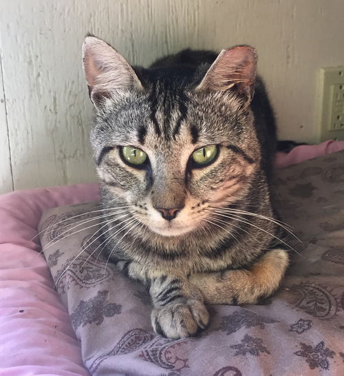 Kip - ADOPTED 01/07/18!