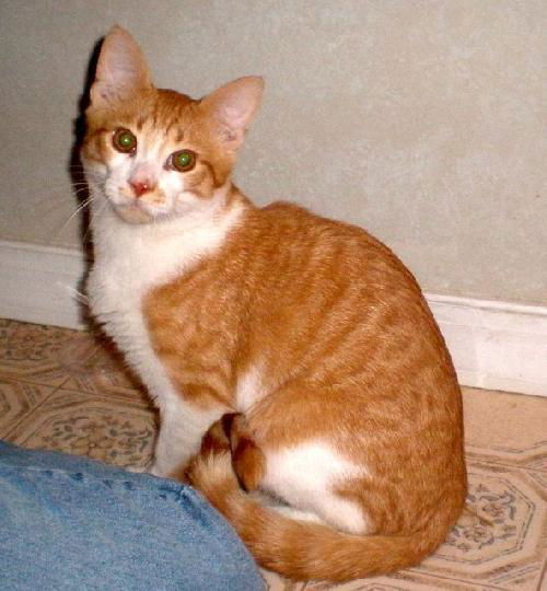 Elmo-Adopted!