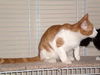 Elmo-Adopted!