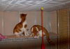 Elmo-Adopted!
