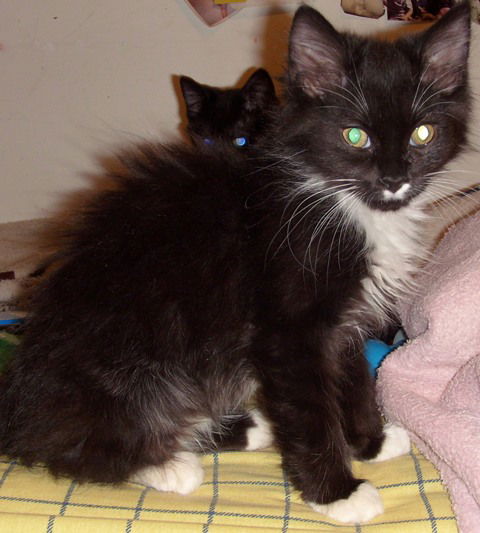 Teddy*Adopted!