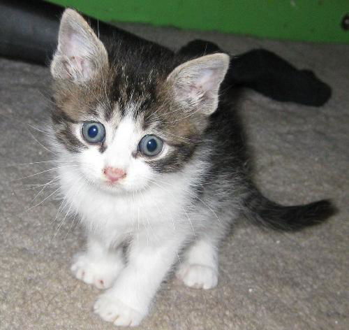 Kittens!