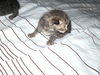 Kittens!